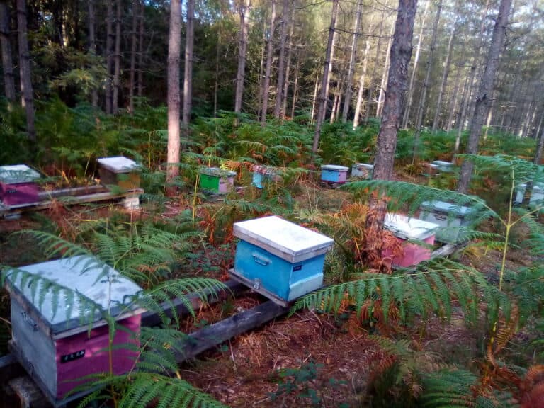 Apiculture Bobineau